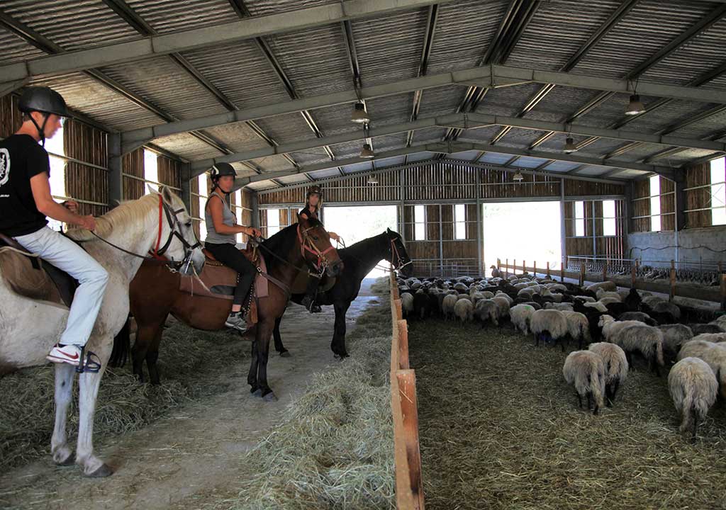 Seminaire Terroir Corse